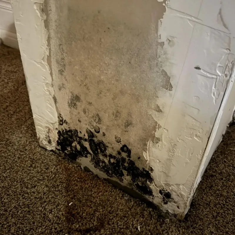Professional Mold Removal in Santa Paula, CA